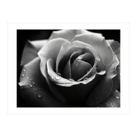 Ethereal Monochromatic Rose Petal Macro (Print Only)