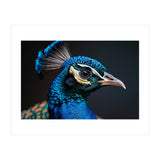 Close Up Peacock Head Blue Green Feather  (Print Only) thumbnail