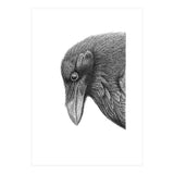 Huginn (Print Only) thumbnail