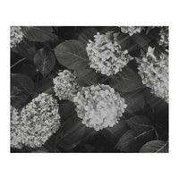 Hydrangeas | Black & White Landscape (Print Only)