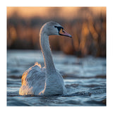 Elegant Swan Gliding On Water At Sunset (Print Only) thumbnail