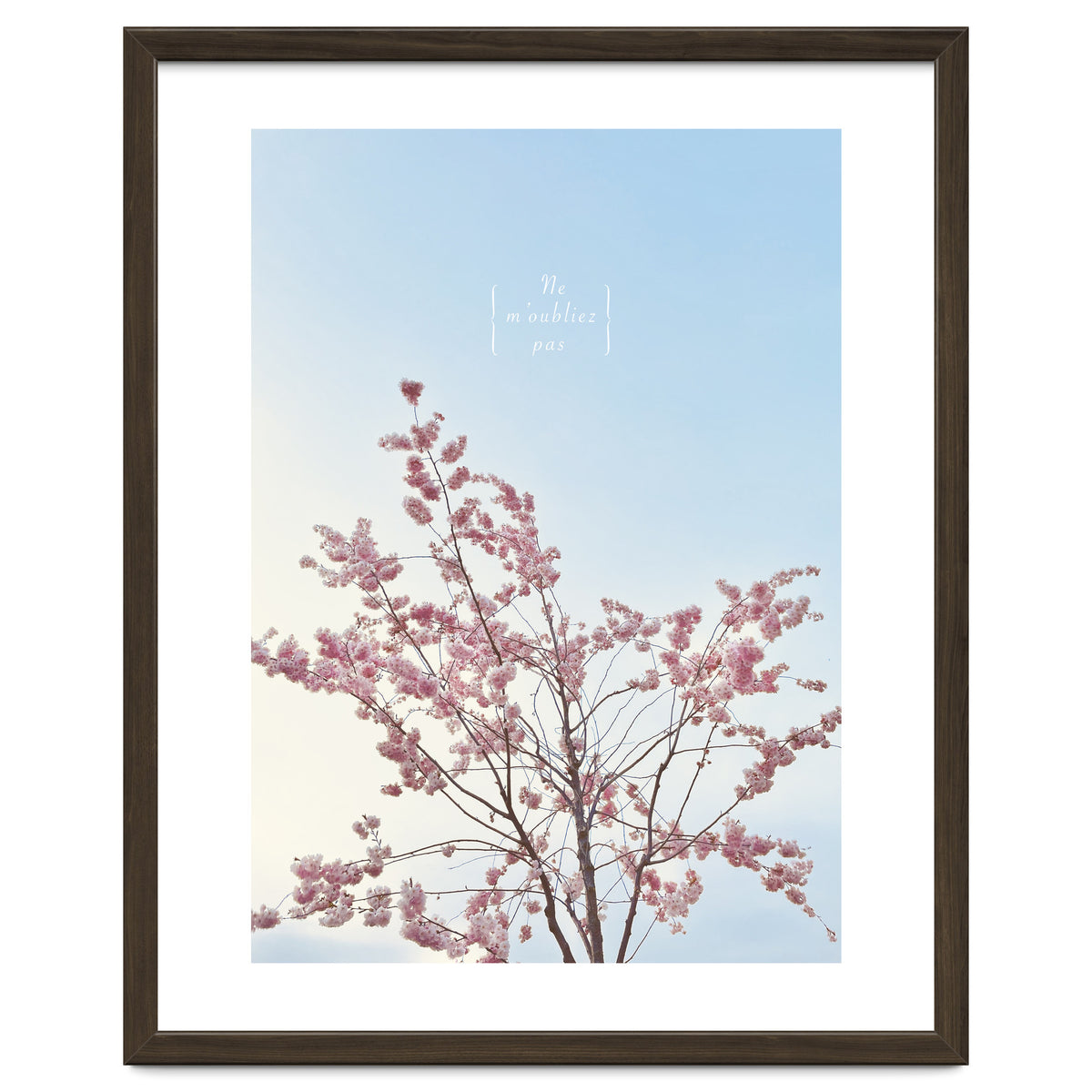 Sakura - cherry blossom