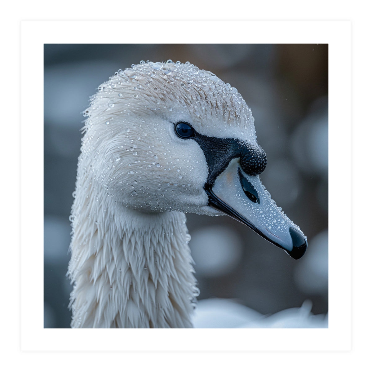 Close Up Of A Swan Head Covered In Water Droplets (Print Only)