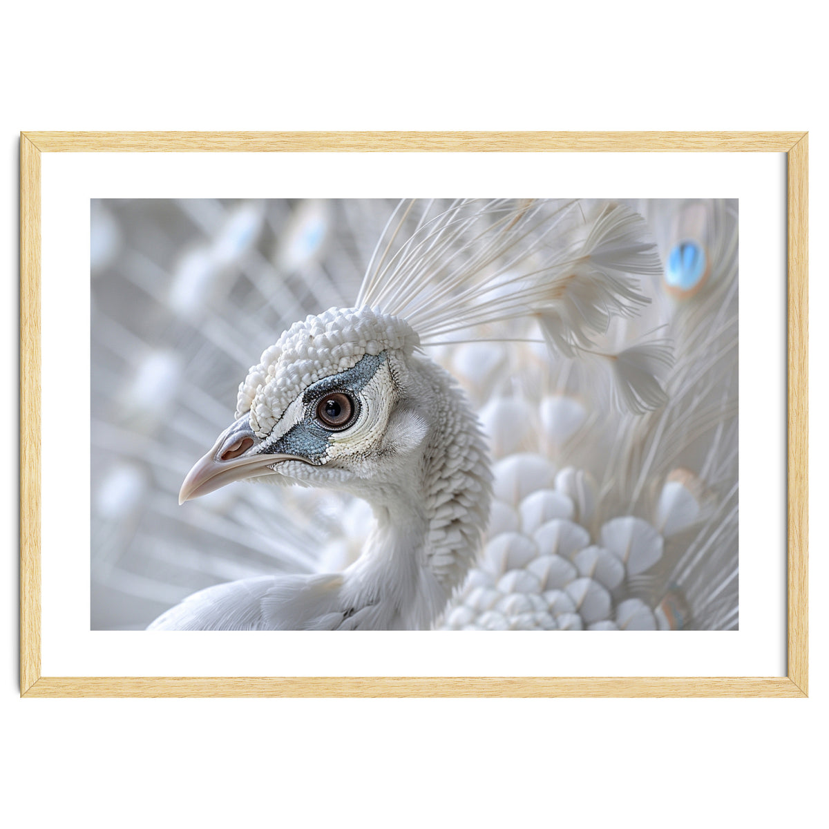 Close-up of a White Peacock