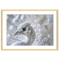 Close-up of a White Peacock