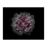 Backyard Flowers No 118 Color Version (Print Only) thumbnail