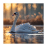 Majestic Swan Gliding On Water At Sunset (Print Only) thumbnail