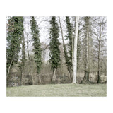 Sole white birch in the trees (Print Only) thumbnail