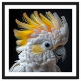 Close Up Of A Cockatoo With Yellow Crest thumbnail