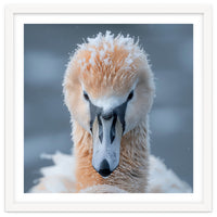 Majestic Swan Covered In Frost And Snow