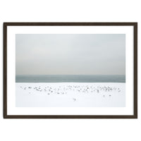 Seagulls in the winter snow beach