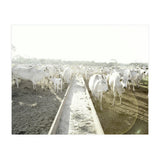 LIVING TOGETHER - WHITE COWS FAMILY (Print Only) thumbnail