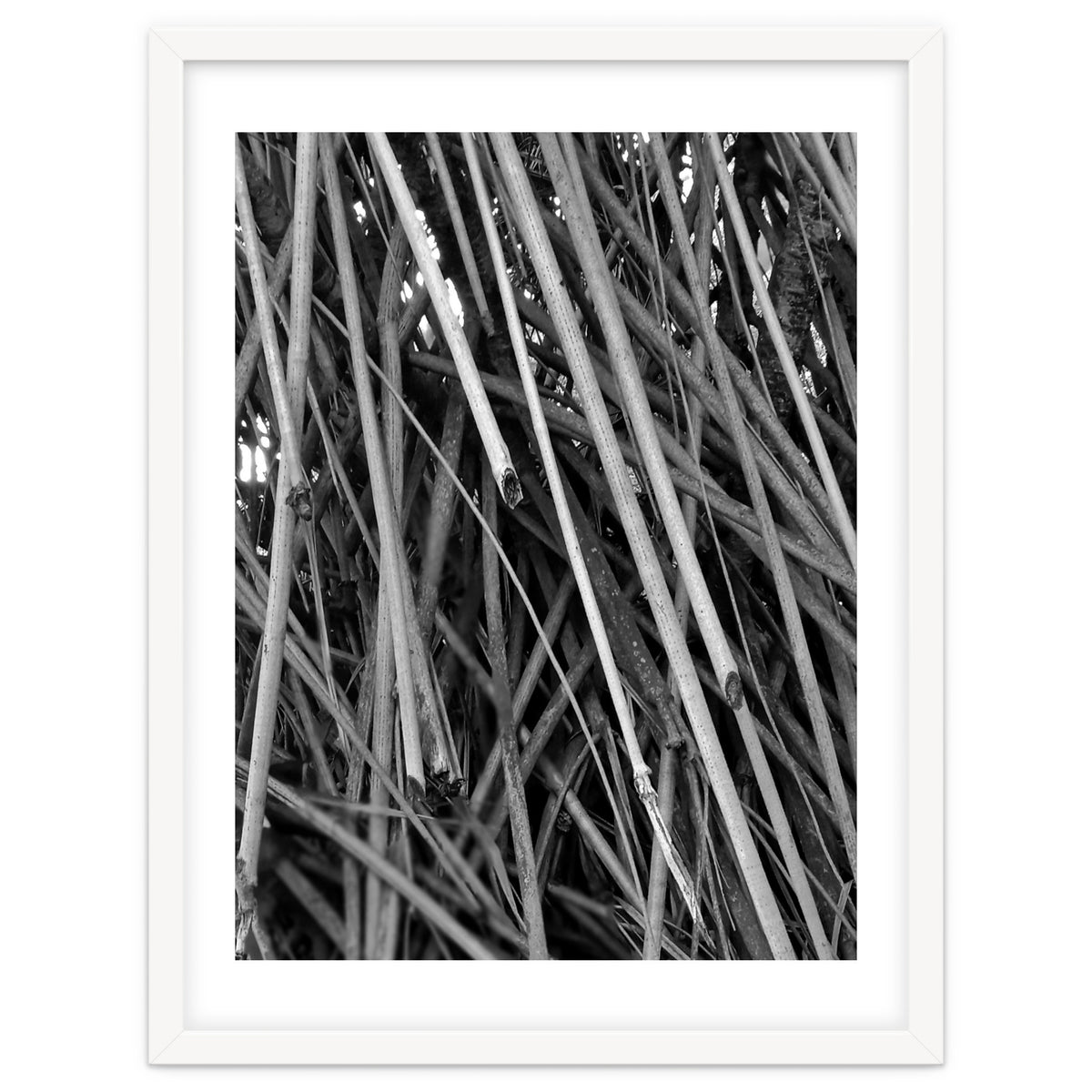 Black Tectorius Plant Shoots Art