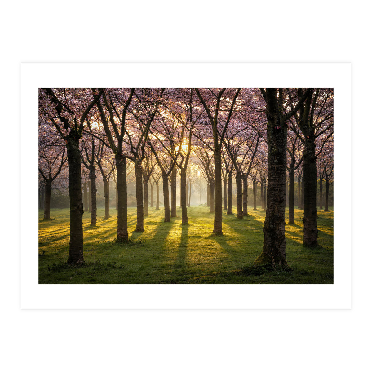 Blooming cherry trees in soft morning light (Print Only)