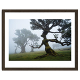 Forest queen thumbnail