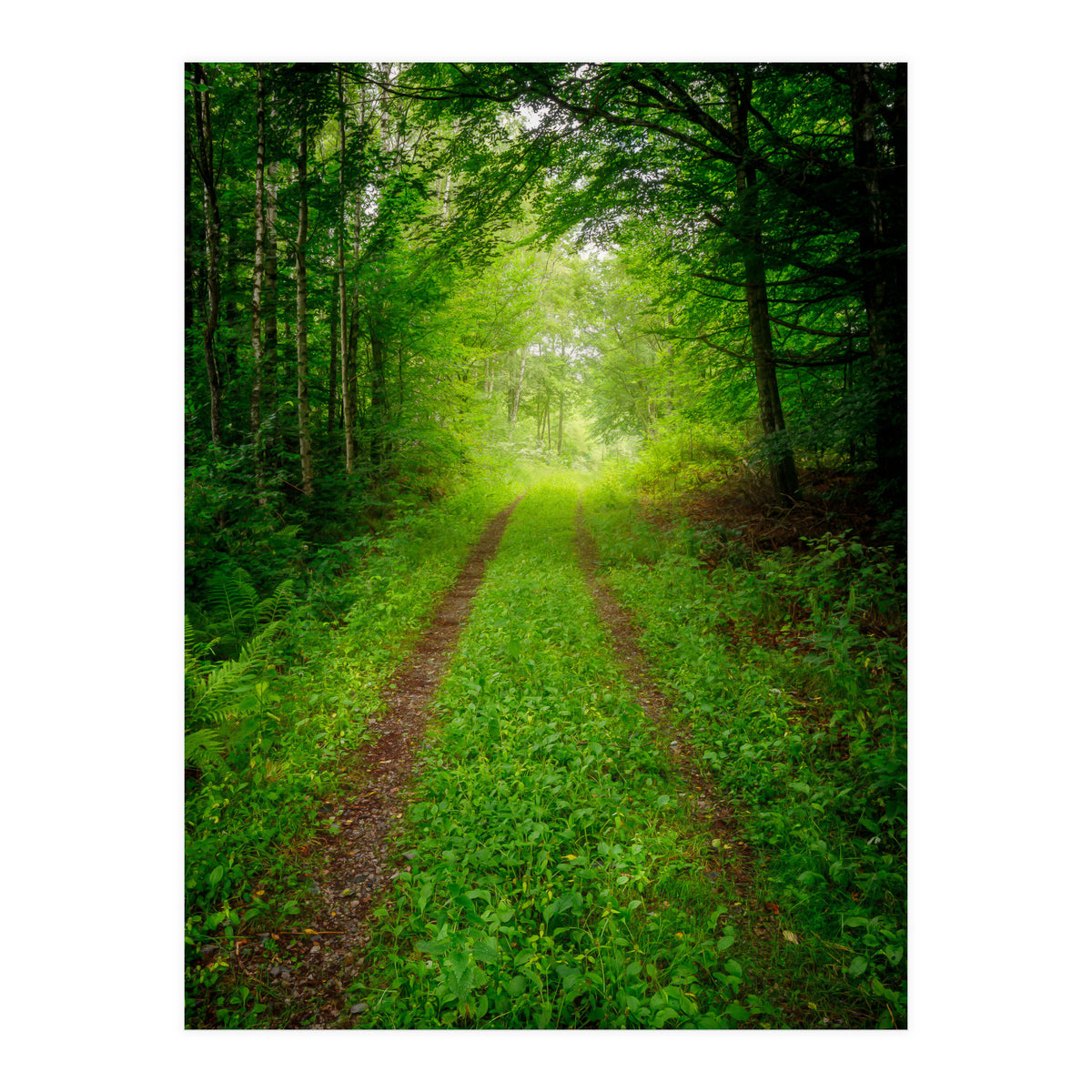 Green Forest Trail (Print Only)