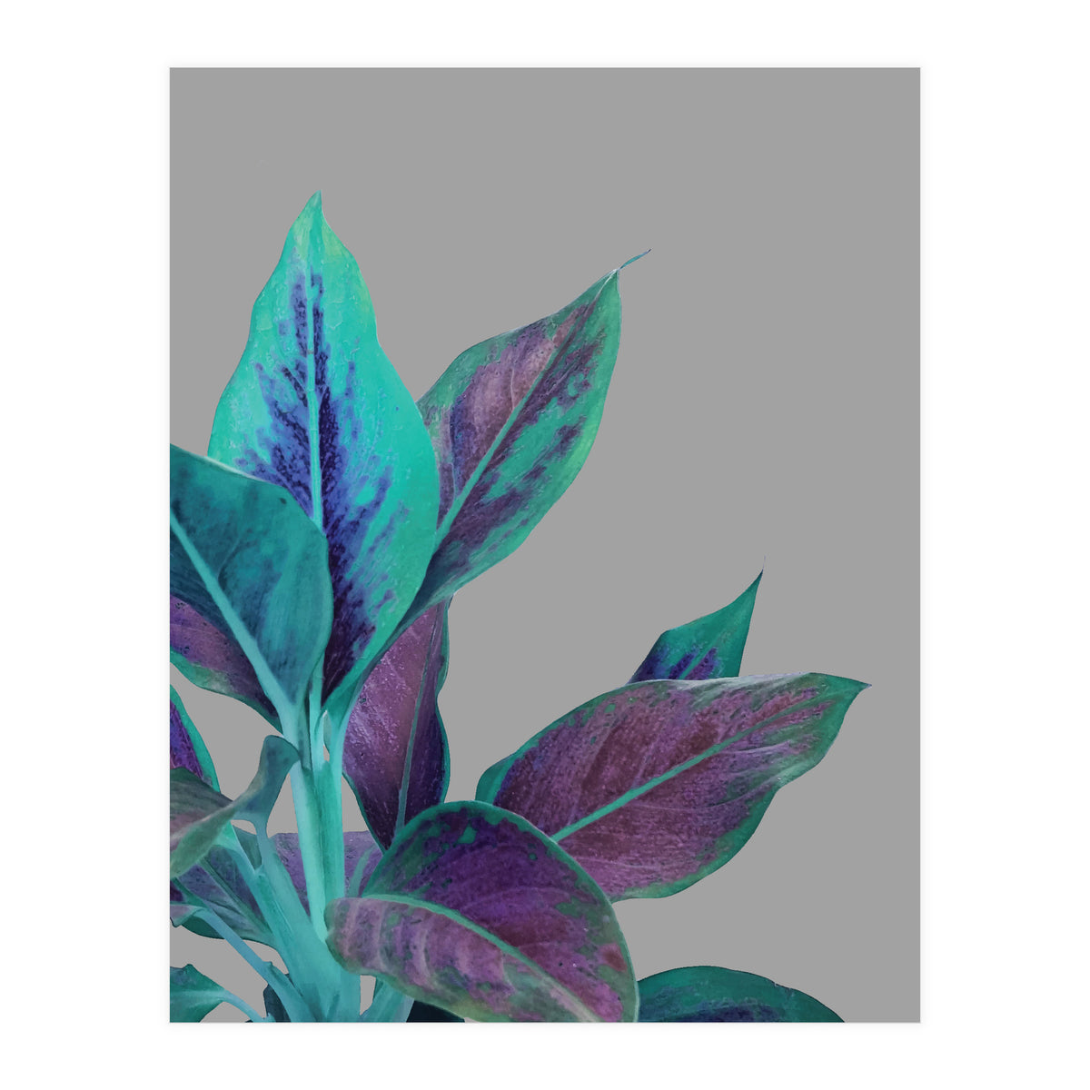 Still Nature (Print Only)