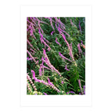 Lavender Flowers (Print Only) thumbnail