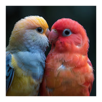 Two Lovebirds Nuzzling Close Up Portrait (Print Only)