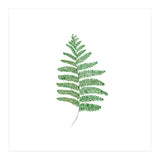 Fern  (Print Only) thumbnail