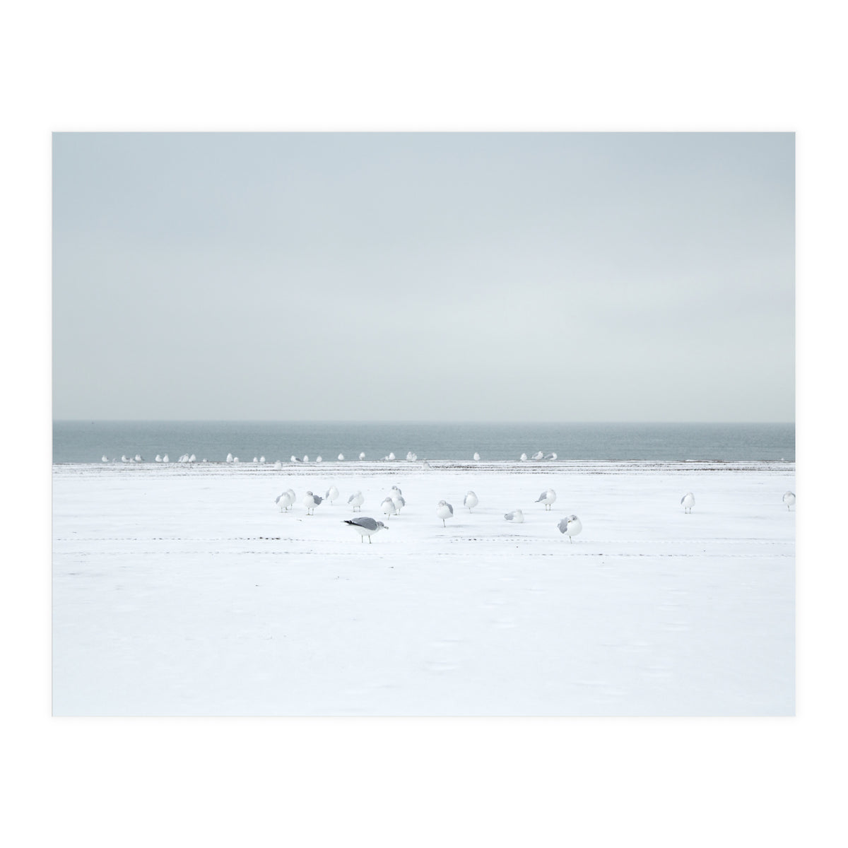 Seagulls in the Snow beach (Print Only)