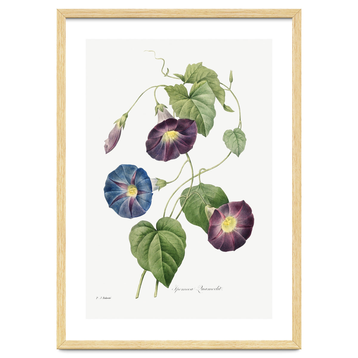Pierre-Joseph Redouté & Henry Joseph Redouté – Star-Glory Morning-Glory (1827)