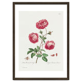 John Edwards – Larger Provence Rose (1770–1775) thumbnail