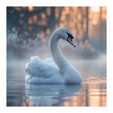 Serene White Swan Gliding On Misty Water (Print Only) thumbnail