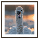 Close Up Portrait Of A Majestic Swan thumbnail