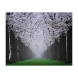 Cherry trees in the fog (Print Only) thumbnail
