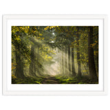 Sunrays in a Dutch forest thumbnail