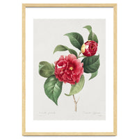 Pierre-Joseph Redouté – Finest Flowers and Fruits (1833)