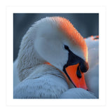 Close Up Of A White Swan With Water Droplets (Print Only) thumbnail