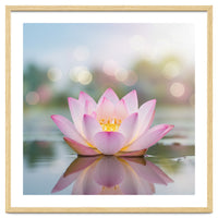 Ethereal Lotus Bloom: Serene Botanical Reflection