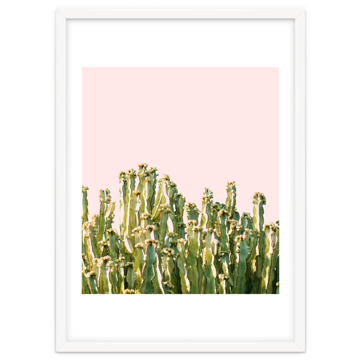 Cactus Blush #society6 #decor #buyart