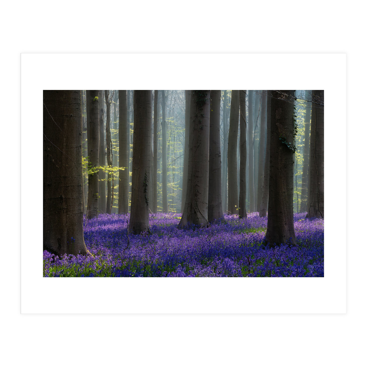 Bluebell forest (Print Only)