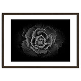 Backyard Flowers In Black And White No 101 thumbnail