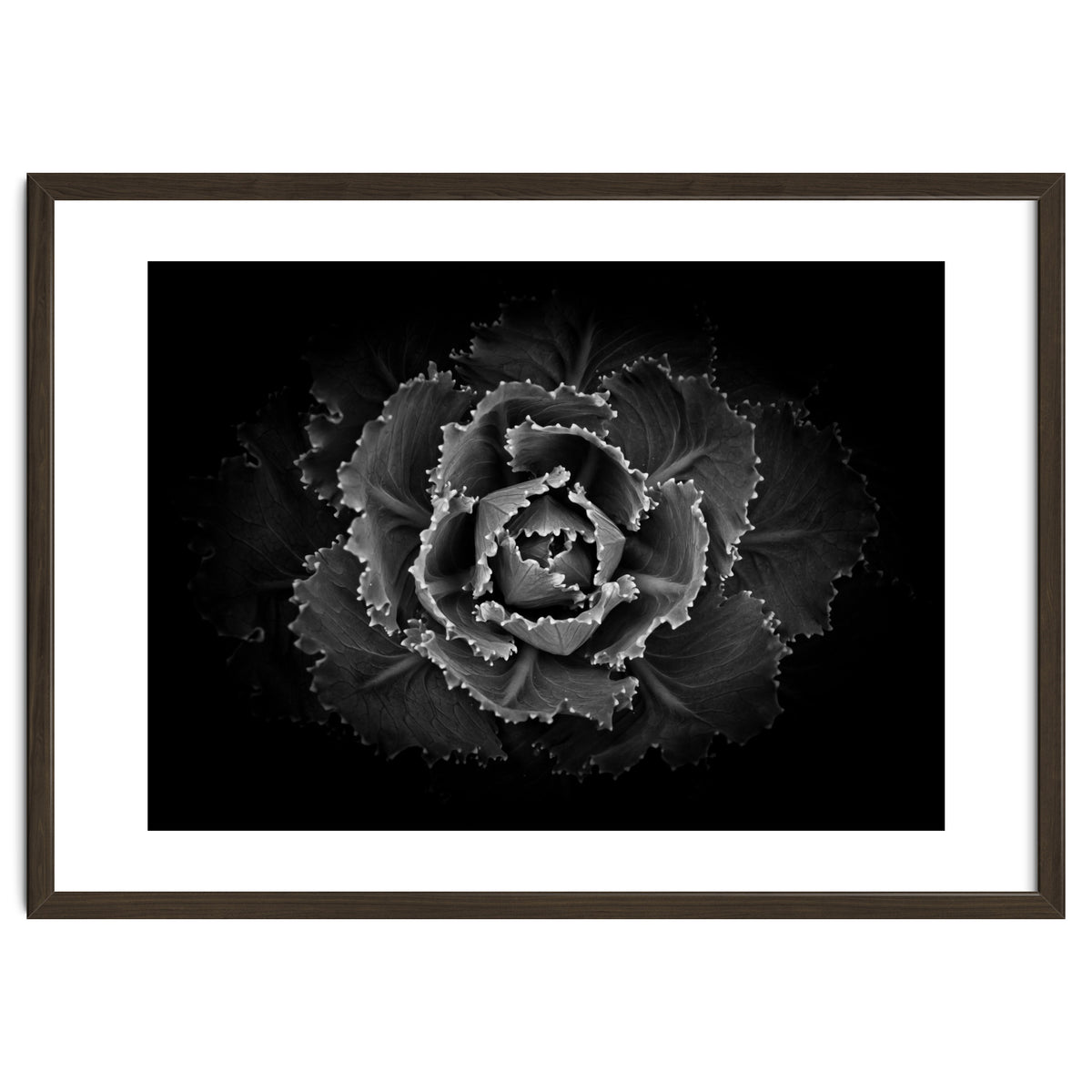 Backyard Flowers In Black And White No 101