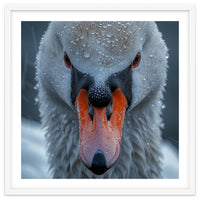 Close Up Of A Swan's Face With Water Droplets