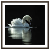 Elegant Swan Floating Gracefully On Dark Water thumbnail