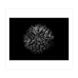 Backyard Flowers In Black And White No 68 with Border (Print Only) thumbnail