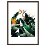 Paradise Bird, Nature Botanical Plant Floral, Tropical Garden Watercolor Painting thumbnail