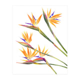 Strelitzien (Print Only) thumbnail