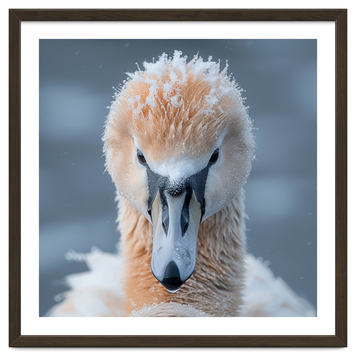 Majestic Swan Covered In Frost And Snow