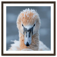 Majestic Swan Covered In Frost And Snow