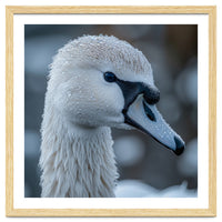 Close Up Of A Swan Head Covered In Water Droplets