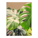 Monstera Mix (Print Only) thumbnail