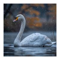 Swan Floating Gracefully On Water In Autumn (Print Only)
