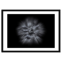 Backyard Flowers In Black And White No 66 Flow Version