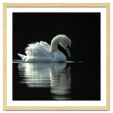 Elegant Swan Floating Gracefully On Dark Water thumbnail